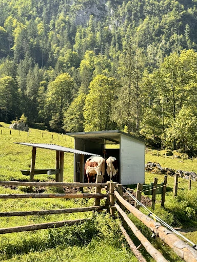 Fischunkelalm photo 2
